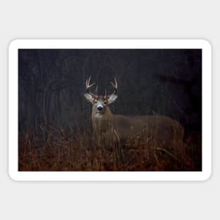 Morning Buck - White-tailed Deer Sticker